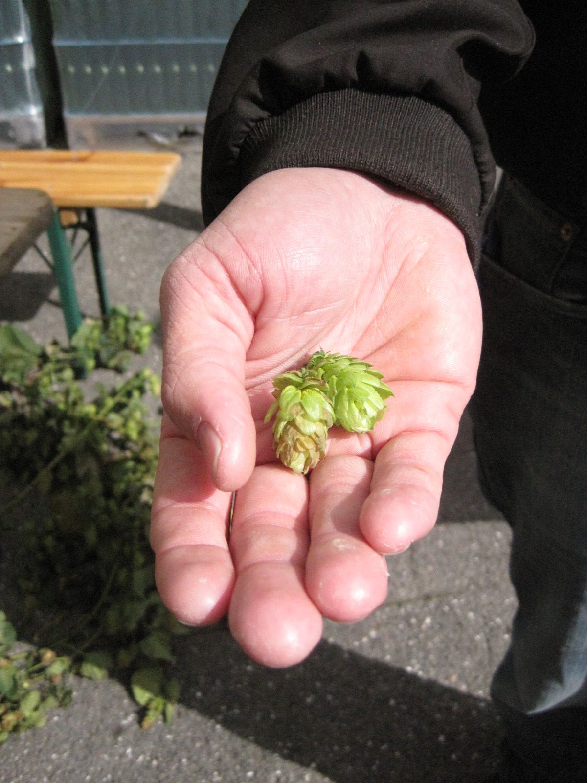Fresh hops