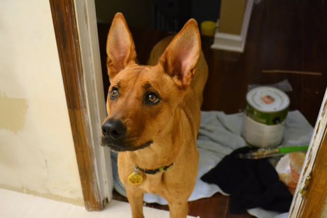 Charlie seems to have forgotten about puppy baths. Charlie's "you're crazy" look