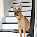dog on black and white painted staircase
