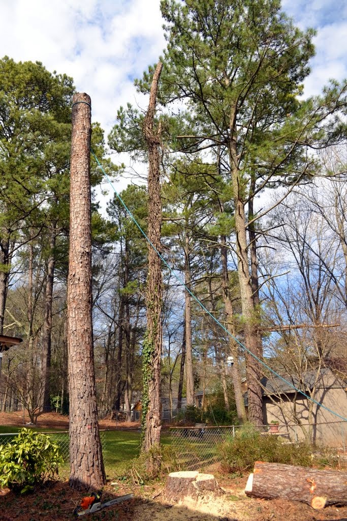 tree removal service