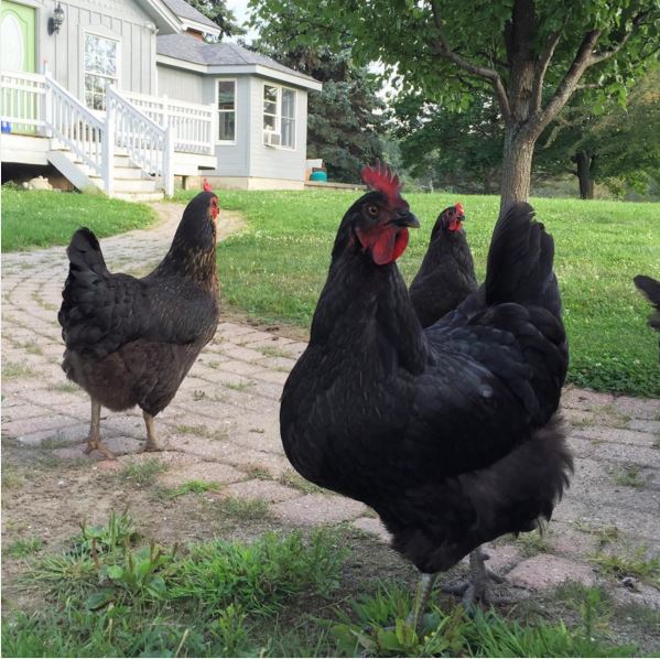 black feather farm chickens