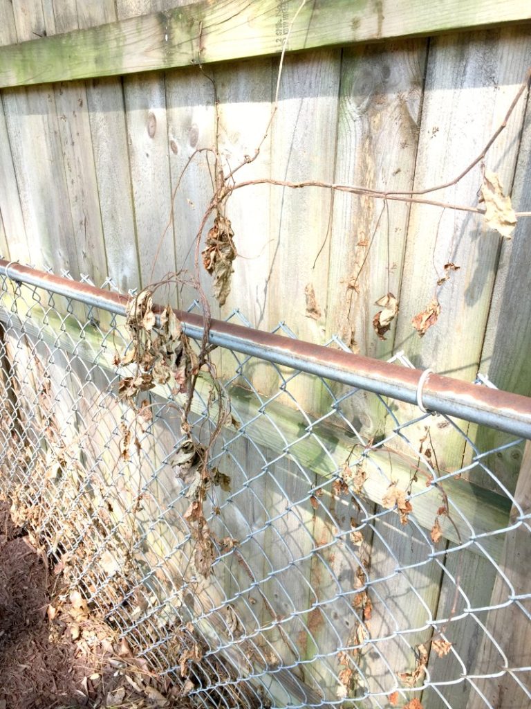 Removing the Chain Link Fence! (And Trying to Be a Good Neighbor