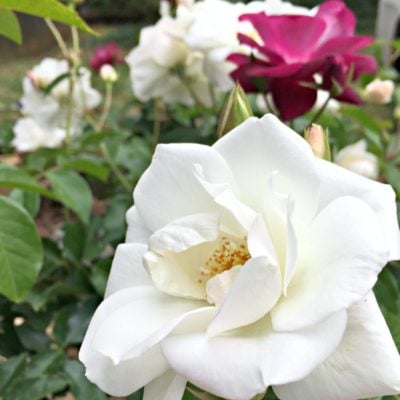 Welcoming Spring (and the Most Gorgeous Roses I’ve Ever Seen)