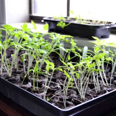 Growing Seedlings for My First Veggie Garden