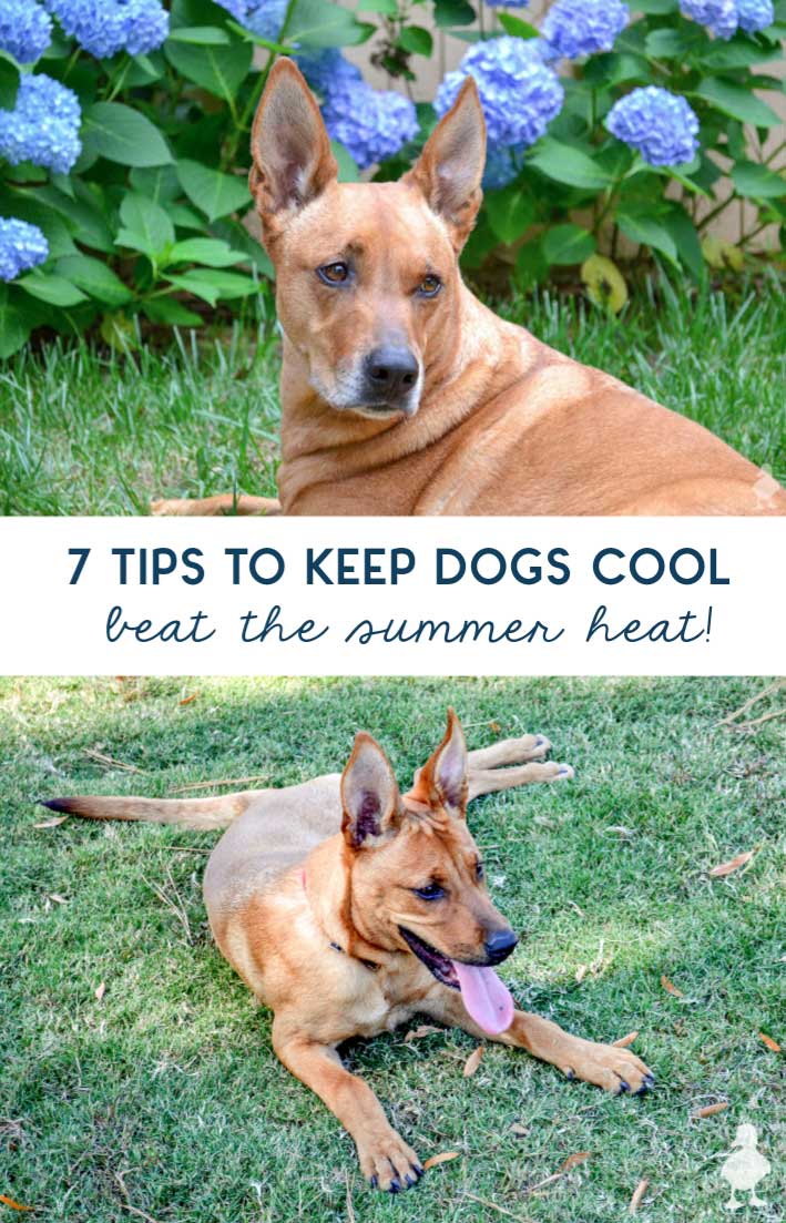 Help dogs beat the summer heat with these 7 tips. #dogs #summer #pets