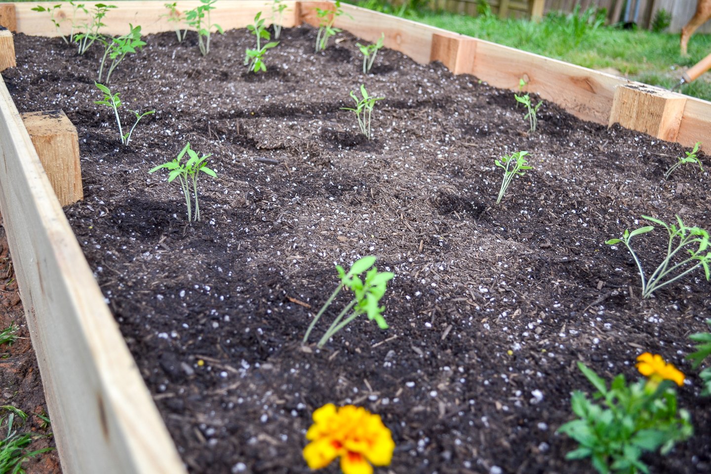 new garden bed