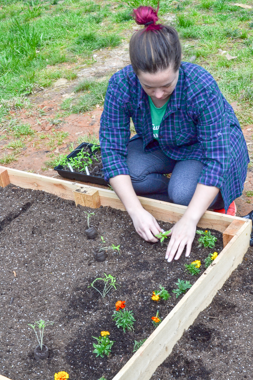 planting marigolds next to tomatoes - good for deterring pests