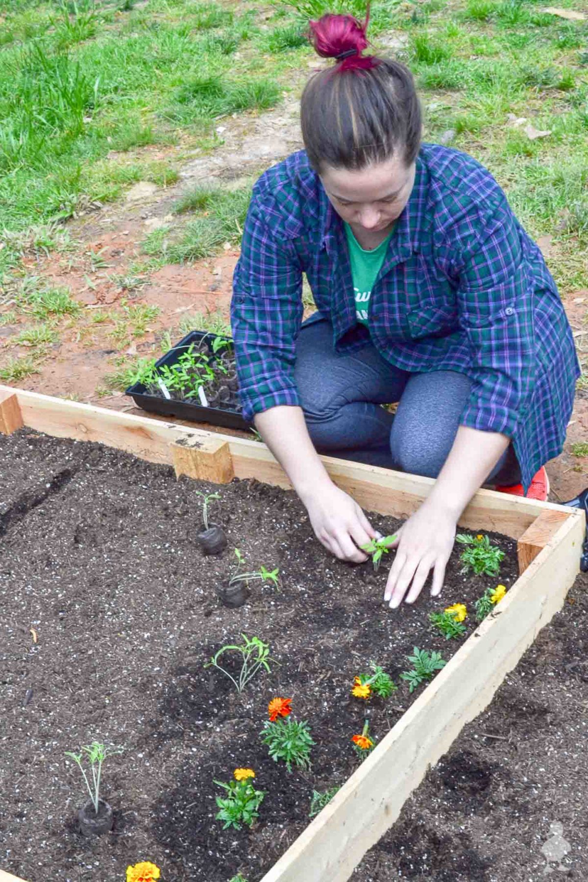 planter des semis à l'intérieur du lit de jardin surélevé