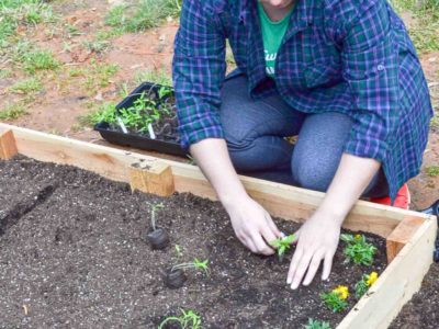 planting seedlings inside raised garden bed