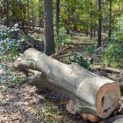 cutting up fallen oak tree