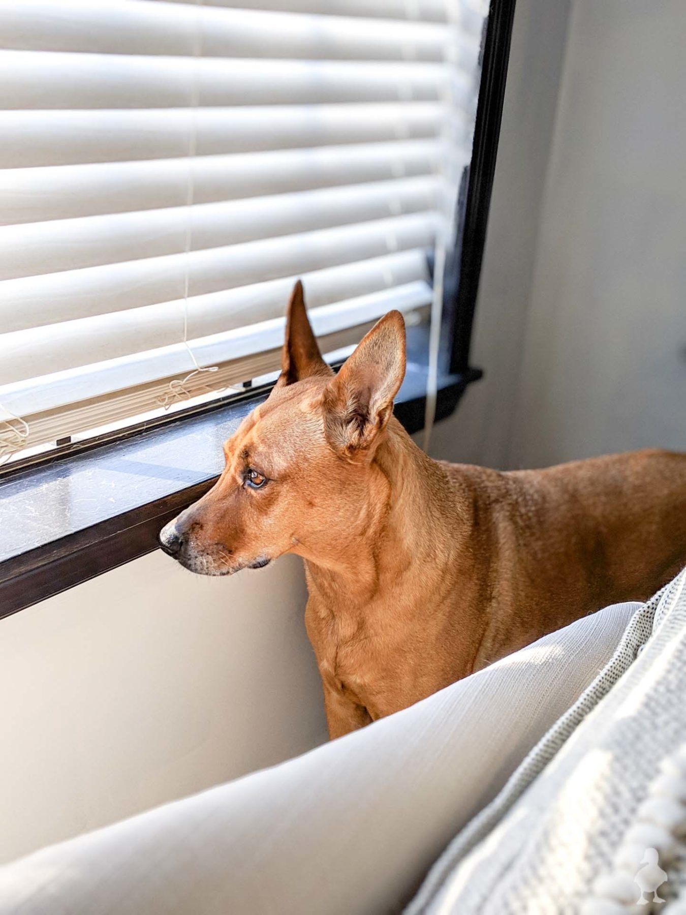 charlie - dog looking out the window in master bedroom