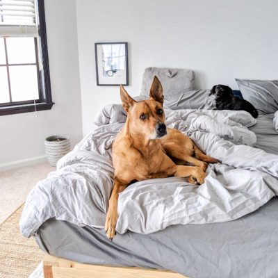 Charlie and Stella lounging on the king bed with two duvets