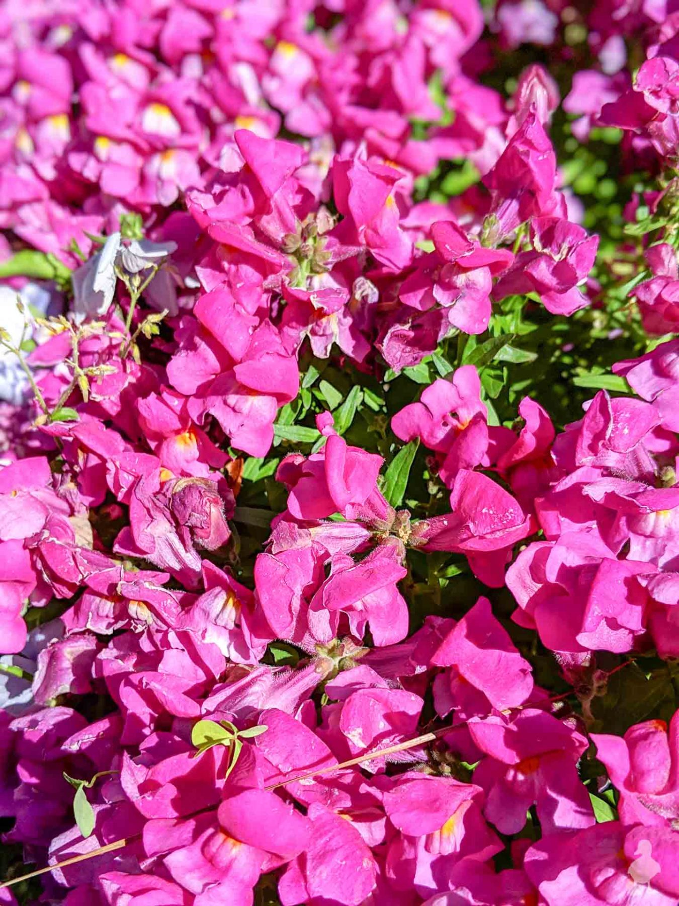pink snapdragons