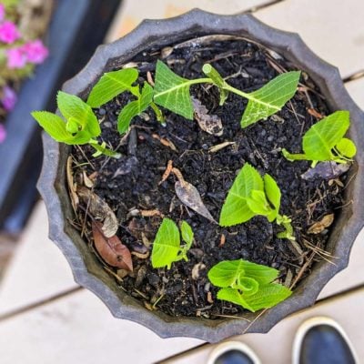 propagating hydrangeas through clippings