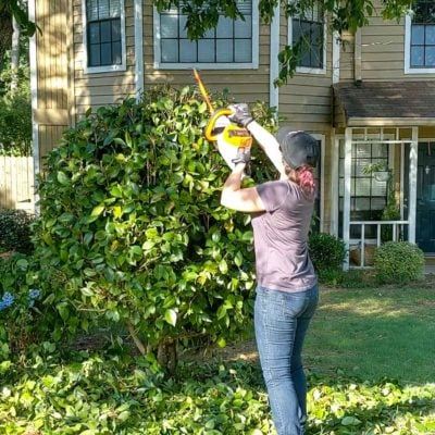 trim a shrub into a small tree