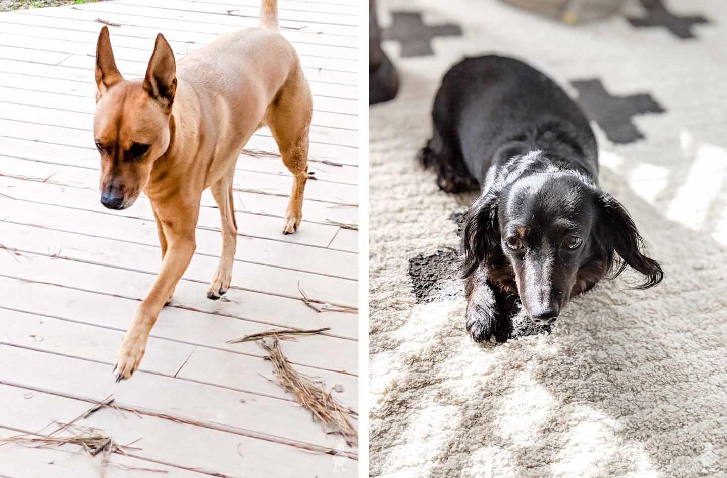 large dog Charlie and small dog Stella - side by side update
