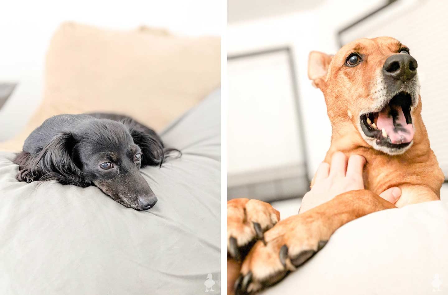 dogs in the bed