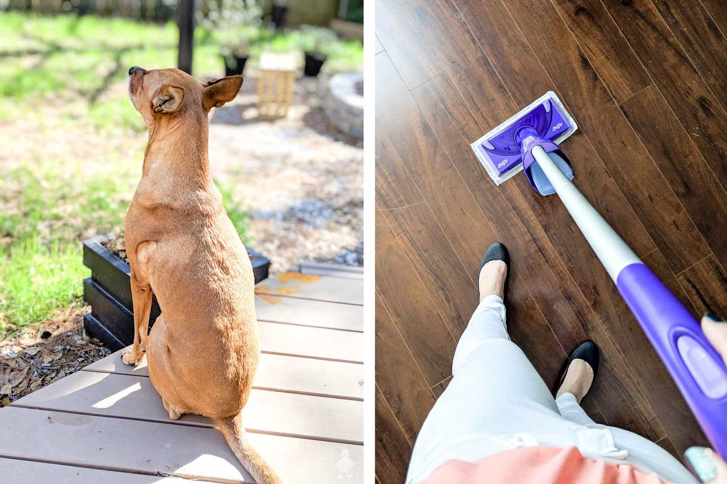 charlie dog outside on deck while cleaning pet hair and paw prints inside on floors