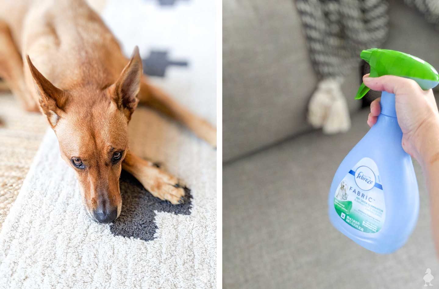 Charlie on the rug and spraying Febreze on couch
