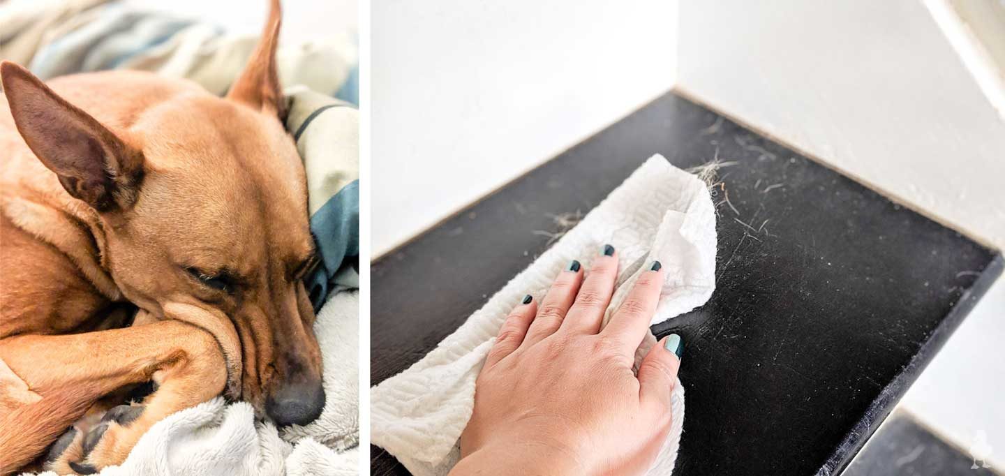 wipe pet hair from stairs with swiffer dry cloth