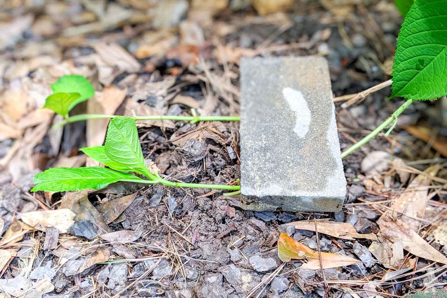 weigh down branch to the dirt
