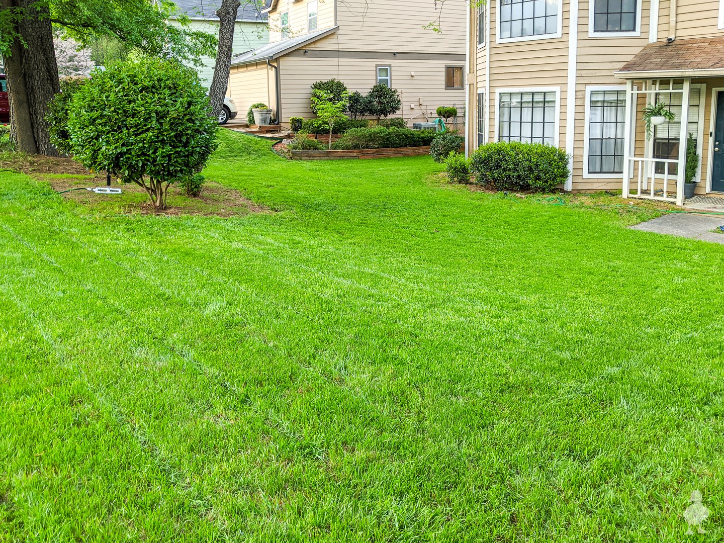 spring 2020 front yard lawn grass