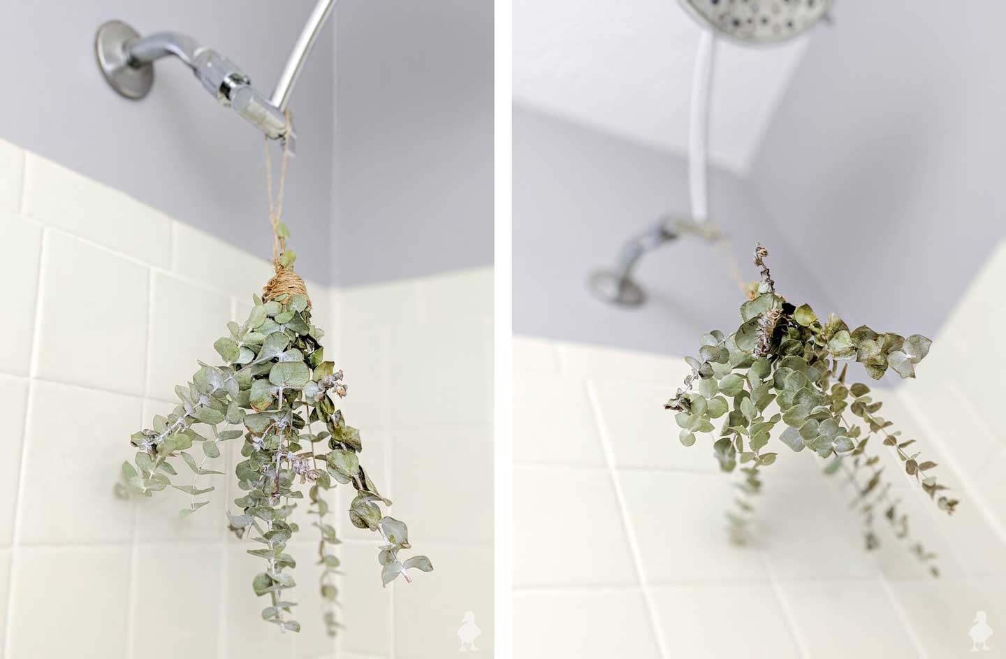 eucalyptus bath bouquet in guest bathroom shower