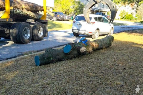 Stealing My Neighbor's Tree: Portable Wood Milling! • Ugly Duckling House