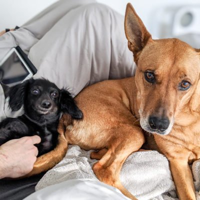 Charlie and Stella 2020
