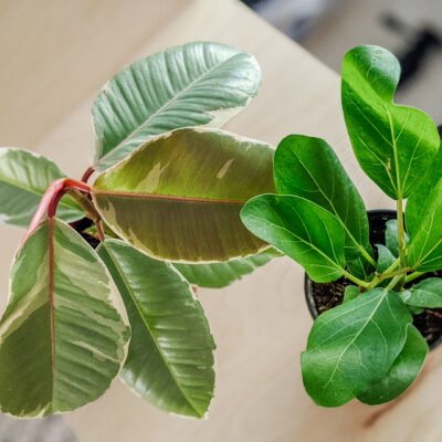 ficus tineke and ficus audrey ordered thorugh Etsy