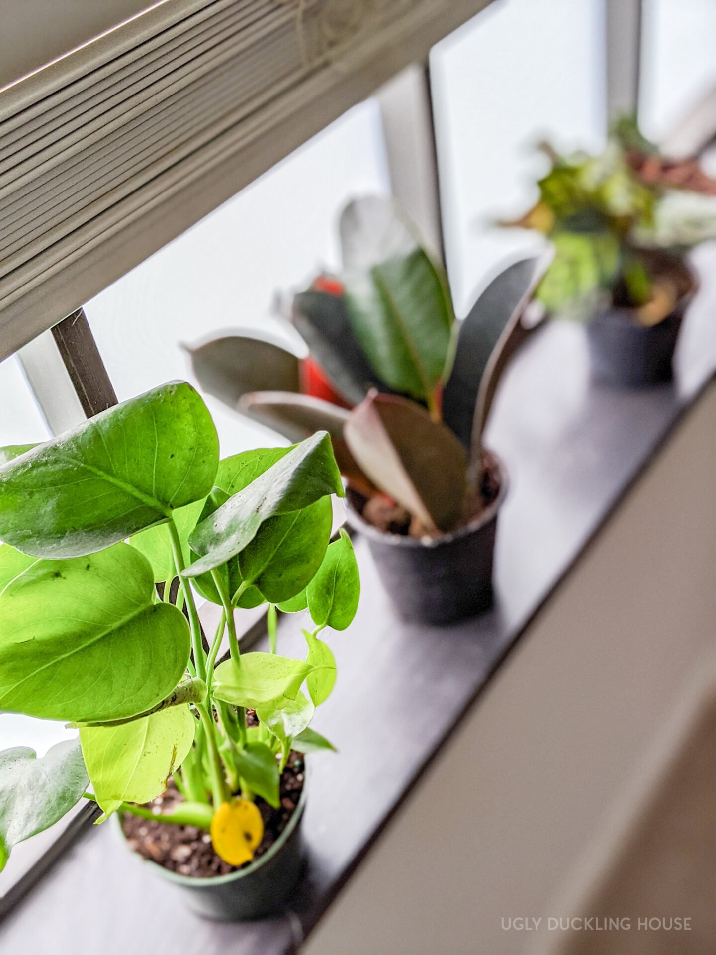 plants ordered from Walmart and Hirt's Gardens online